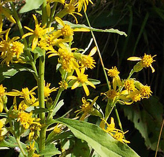 goldrute_solidago