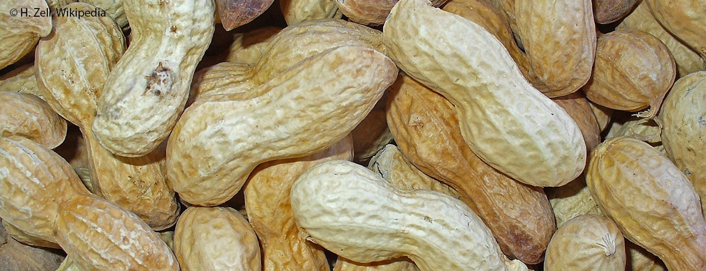 erdnuss