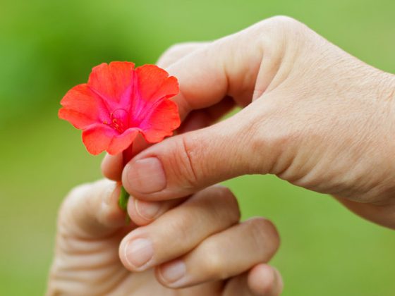 blume_hand_fotolia_68482822_m