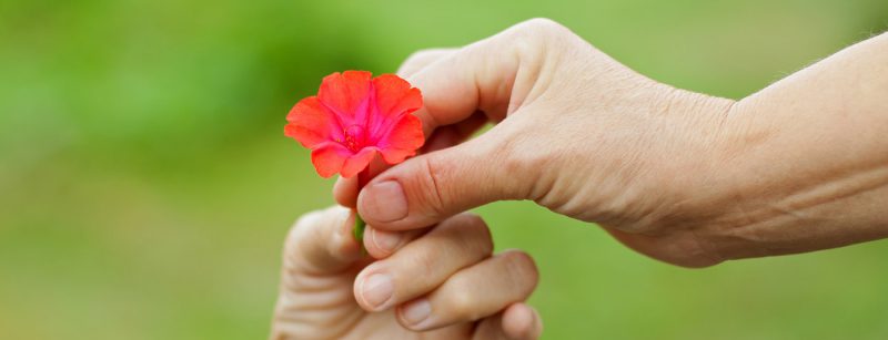 blume_hand_fotolia_68482822_m