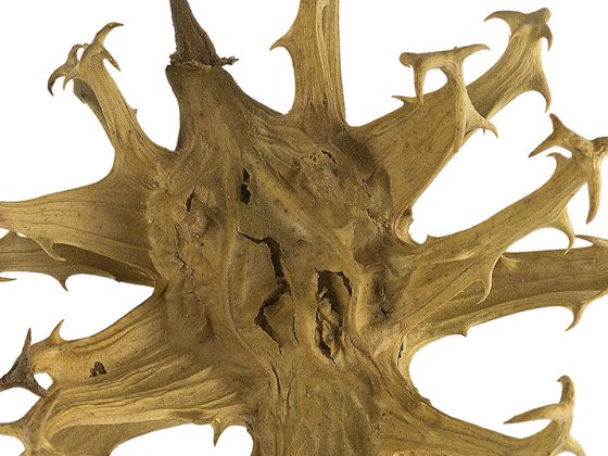 harpagophytum_procumbens_head