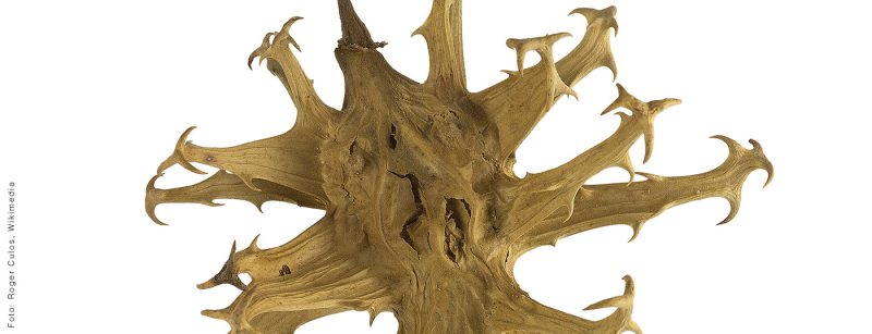 harpagophytum_procumbens_head