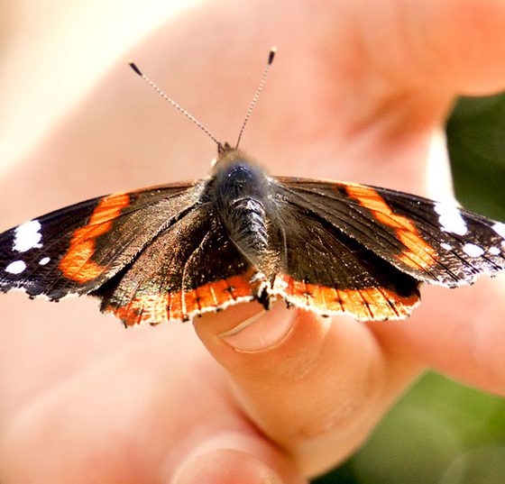 schmetterling