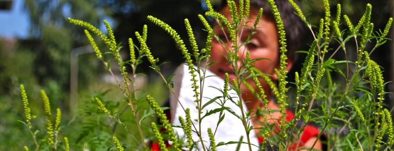 allergie_ambrosia_pollen_heuschnupfen