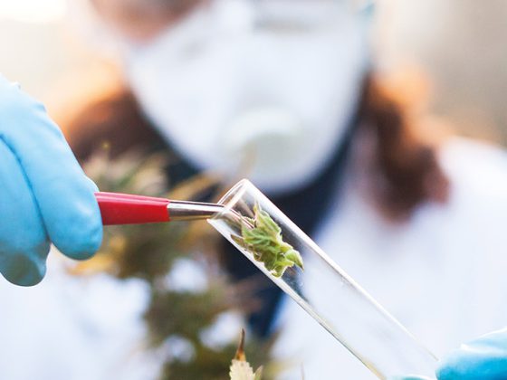 cannabis_istock-885599340