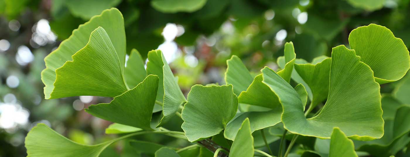 ginkgo2