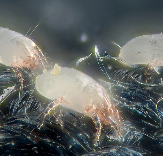 hausstaubmilben_wikimedia