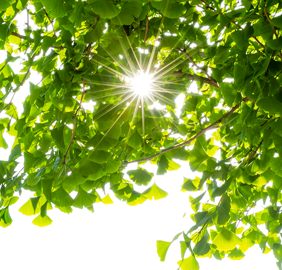 ginkgo_istock-1186816713