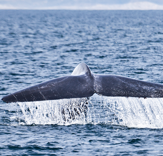 blauwal_istock-172474747