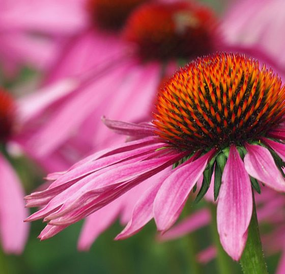 echinacea_sonnenhut